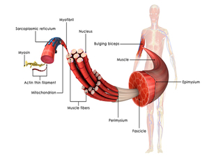 Myopathy KNOW MORE